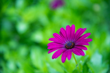 Obraz premium Margarita Morada