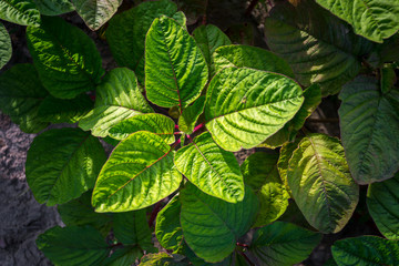 Natural Green leaf background