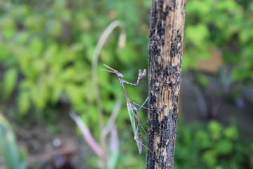 mante religieuse de profil 