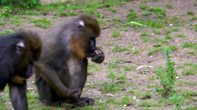 closeup of a female mandrill looking for food and chewing on it, tropical primate specie from Africa with a vulnerable status