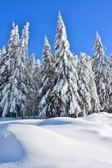 fir forest covered fir covered with snow