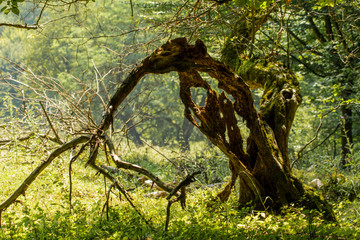 Shattered tree in a forest in Romania