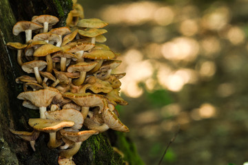 Mushrooms in old wood in the forest