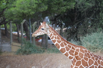 Giraffidés © canecorso