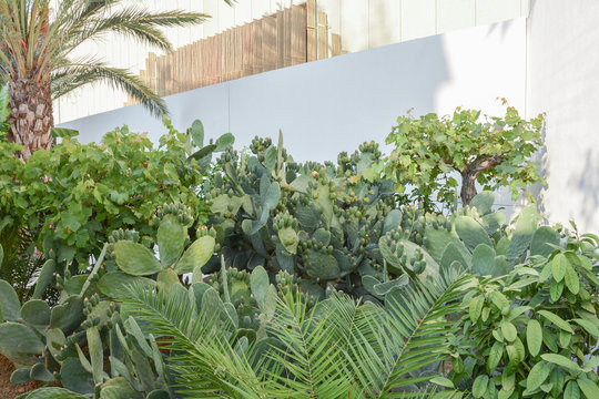 Mixed Mediterranean, exotic garden with white background. Palm tree, vine, cactus, tropical plants. Fresh green background in summer days. Milan, Lombardy, Italy, Europe.