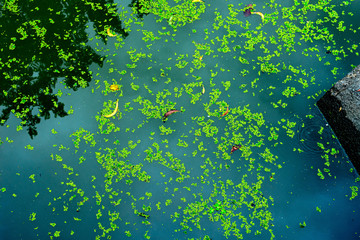Duckweed as well as food & agricultural values, duck weeds is used for wastewater treatment to capture toxins & odor control, duckweed is maintained during harvesting for removal of toxins captured