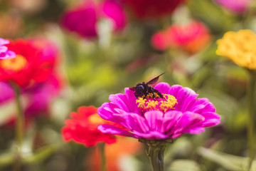 Fototapeta premium Carpenter bee on Zinnia flower, in the garden with red and pink flowers, close-up view, blurred background