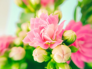 natura fiori di kalanchoe rosa macro fotografia
