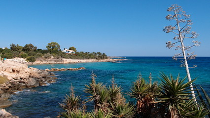 View of a small bay washed by the sea, sandy beach with cacti and a picturesque twig in the foreground