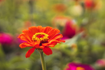 Red Zinnia flower, in the garden with red and pink flowers, close-up view, blurred background