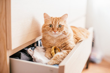 A red beautuful cat lies in a chest of drawers on clothes at home and looks at the camera