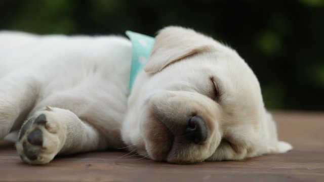 Hand waking up cute labrador puppy sleeping on wooden surface  - closeup