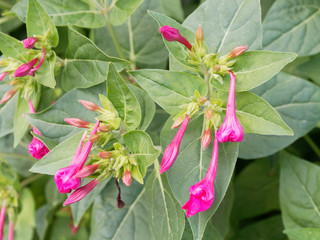 (Mirabilis jalapa) Belle-de-nuit ou merveille du Pérou aux fleurs tubulaires roses