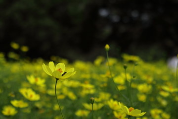 キバナコスモス