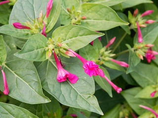 (Mirabilis jalapa) Belle-de-nuit ou merveille du Pérou aux fleurs tubulaires roses