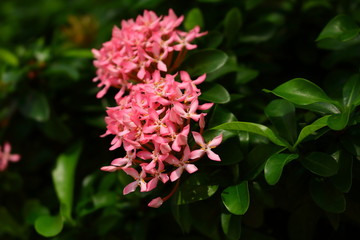 Pink beauty on sunny day