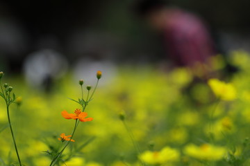 キバナコスモス