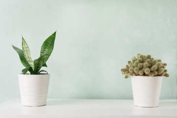 Succulents in white diy concrete pot. Scandinavian room interior decoration