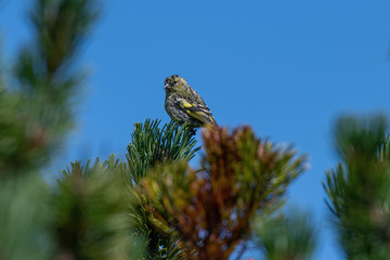 Close up of Eurasian siskin (Spinus spinus) on a perch.