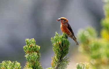 Red crossbill (Loxia curvirostra) a small passerine bird on a fir tree