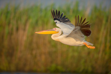 The great white pelican flying. Big white bird enjoying the flight.