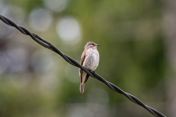 Spotted Flycatcher ( Muscicapa striata) sitting on the branch in the forest.