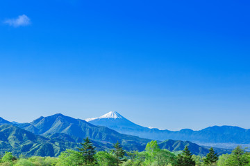 新緑の木立と富士山
