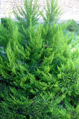 Green fir tree winter christmas background