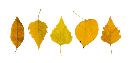 Set of Dry Leaves Isolated on White Background