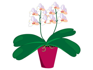 Orchid plant in a pot with blooming peduncles.