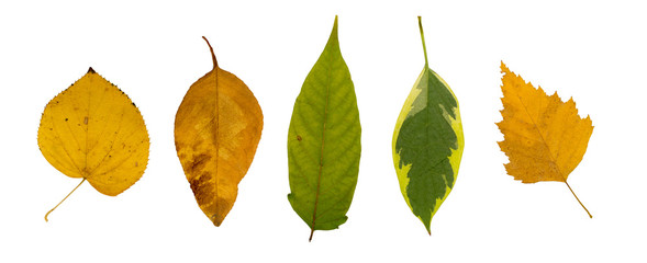 Set of Dry Leaves Isolated on White Background - Powered by Adobe