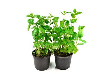 Fresh mint in a pot isolated on white background.