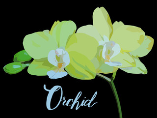 Yellow orchid flowers on a black background with the word orchid.