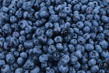 Fresh blueberry background. Texture blueberry berries close up.