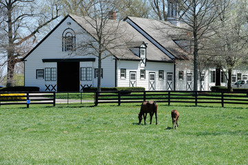 Horse farm