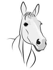 Figure of a horse in dark lines. Horse head on a white background. White horse face in half a turn.