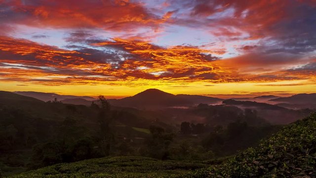 Time Lapse Of Boh Tea Plantation,Cameron Highland,Malaysia During Sunrise.Rolling Cloud.4k. Prores.