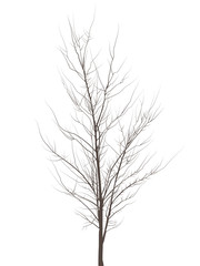 Young tree without leaves on a white background. A tree that has many long branches.