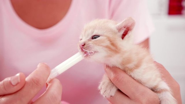 Hand feeding a cute orphaned baby kitten - young ginger tabby cat chewing on a syringe filled with milk