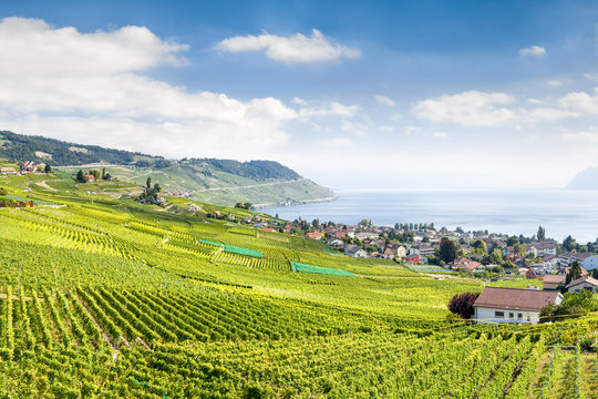 The Lavaux Vineyard Terraces at lake Geneva, Switzerland