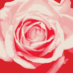 Rose flower in pink tones as background. Background in the image of a bud of a large blooming rose.
