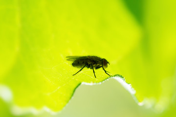 Fly sitting on green leaf, backlit to give great detail. Probably housefly, Musca domestica.