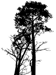 Obraz premium Two tall black trees on a white background. Forest pine its contour and the outline of the treetops.