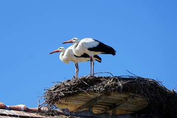 Zwei Störche im Nest  - Storchenpaar