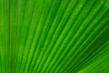Green leaf texture detail background, frame concept