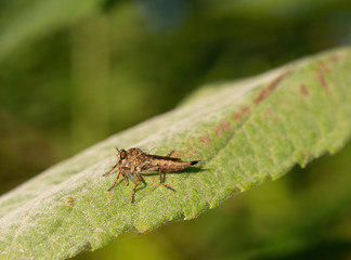 Robber fly aka assasin fly (Asilidae) with prey.
