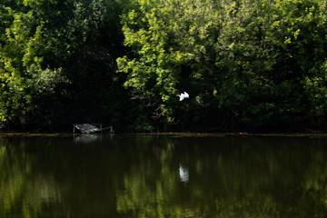 Abandoned pond, trees along the banks, white bird (heron) on the shore, reflection of trees, shrubs in the water, white bird flying over the water (heron)