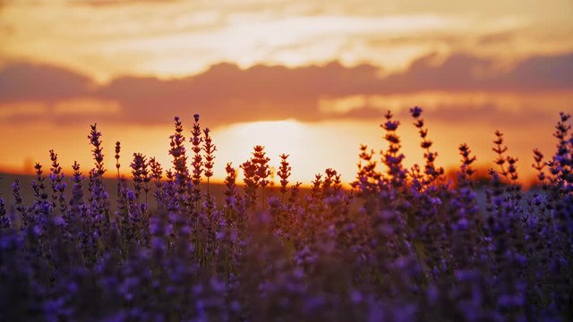 Sunset Over A Field Of Lavender in 4k