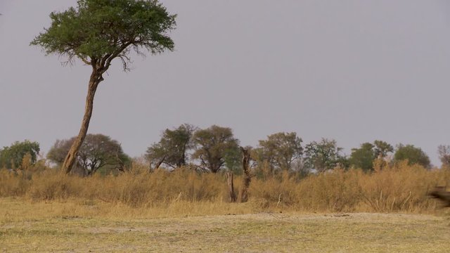 An impala being chased by an African wild dog