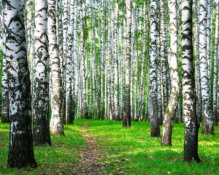 Walking path in a birch autumn forest